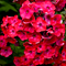 Флокс метельчатый 'Джулиглат' / Phlox 'Juliglut'