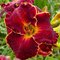 Лилейник 'Ноти Ред' / Hemerocallis 'Naughty Red'