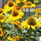 Эхинацея 'Меллоу Еллоу' / Echinacea 'Mellow Yellow'
