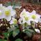 Морозник черный / Helleborus niger