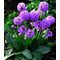 Примула зубчатая  'Лилак' / Primula denticulata 'Lilac'
