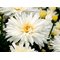 Нивяник Маунт Худ / Leucanthemum ‘Mt Hood’