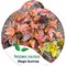 Пузыреплодник калинолистный 'Мэджик Санрайз' / Physocarpus opulifolius 'Magic Sunrise'