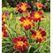 Лилейник 'Эври Дейлили Рэд Рибс' / Hemerocallis 'Everydaylily Red Ribs '