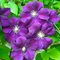 Клематис витицелла 'Этуаль Виолетт' / Clematis viticella Etoile Violette