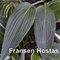 Хоста 'Шехерезада' / Hosta hybride 'Scheherazade'