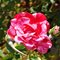 Роза Барни 'Диспетто' / Rose 'Dispetto', Barni