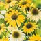 Эхинацея 'Меллоу Еллоу' / Echinacea 'Mellow Yellow'