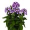 Флокс метельчатый 'Перпл Ай' / Phlox paniculata 'Purple Eye'