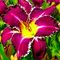 Лилейник 'Снэггл Тус' / Hemerocallis 'Snaggle Tooth'