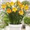 Лилейник 'Эври Дейлили Панч Еллоу' / Hemerocallis 'EveryDaylily Punch Yellow'