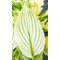 Хоста 'Уайт Фезэр импрувд' / Hosta hybride 'White Feather Improved'