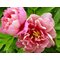 Пион Ито-гибрид 'Пинк Дабл Дэнди' / Paeonia Itoh 'Pink Double Dandy'