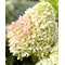 Гортензия метельчатая 'Литл Фреско' / Hydrangea paniculata 'Little Fresco'