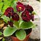 Примула ушковая 'Блэк Джек' /                                 Primula auricula 'Black Jack'