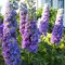 Дельфиниум 'Хайландер Блуберри Пай'   /      Delphinium 'Highlander Blueberry Pie'