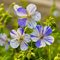 Герань луговая Делфт Блу Баттерфляй / Geranium pratense Delft Blue Butterfly