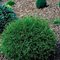 Туя 'Мистер Боулинг Болл' / Thuja occidentalis 'Mr Bowling Ball'