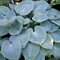 Хоста 'Паризиан Силк' / Hosta hybride 'Parisian Silk'