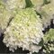 Гортензия метельчатая 'Уайт Лайт' / Hydrangea paniculata 'White Light'