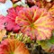 Дармера щитовидная / Darmera peltata