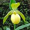 Башмачок 'Барри Филлипс' / Cypripedium 'Barry Phillips'