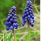 Мускари Неглектум / Muscari neglectum