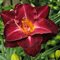 Лилейник 'Бургунди Лав' / Hemerocallis 'Burgundy Love'