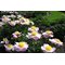 Пион 'Гардэн Лэйс' / Paeonia lactiflora 'Garden Lace'