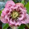 Морозник восточный 'Дабл Эллен Пинк Споттед' / Helleborus orientalis 'Double Ellen Pink Spotted'