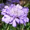 Скабиоза 'Баттерфляй Блу' / Scabiosa 'Butterfly Blue'