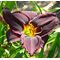 Лилейник 'Блэк Эммануэль' / Hemerocallis 'Black Emanuelle'