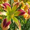 Лилейник 'Уайлд энд Уандефул' / Hemerocallis 'Wild and Wonderful'