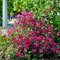 Клематис цельнолистный 'Строберри Филдс' / Clematis integrifolia 'Strawberry Fields'