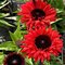 Эхинацея 'Сансикерс Рэд' / Echinacea 'Sunseekers Red'