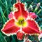 Лилейник 'Рэд Сакура' / Hemerocallis 'Red Sakura'