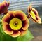 Примула ушковая 'Пирс Телфорд' / Primula auricula 'Piers Telford'