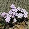 Печеночница остродольчатая / Hepatica acutiloba