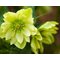 Морозник восточный 'Голдэн Дискавери' / Helleborus orientalis 'Golden Discovery'