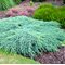 Можжевельник 'Блу Карпет' / Juniperus 'Blue Carpet'