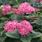 Гортензия древовидная 'Руби Аннабель' / Hydrangea arb. 'Ruby Annabelle'