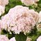 Гортензия древовидная 'Кэндибель Маршмэллоу' / Hydrangea arb. 'Candybelle  Marshmallow'