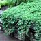 Можжевельник горизонтальный 'Вилтони' / Juniperus horizontalis 'Wiltonii'
