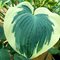 Хоста 'Орион’с Белт' / Hosta hybride 'Orion's Belt'