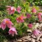 Проcтрел обыкновенный 'Розен Глок' / Pulsatilla vulgaris 'Rosen Glocke'