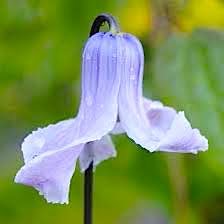 Клематис цельнолистный 'Твинкл'    /           Clematis integrifolia 'Twinkle'