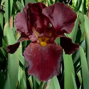 Ирис 'Кэйлент' / Iris germanica 'Caliente'