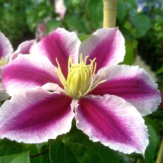 Клематис 'Анжела' / Clematis 'Angela'