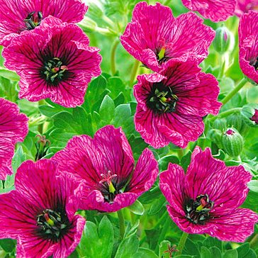 Geran Pepelnaya Perpl Pillou Geranium Cinereum Purple Pillow