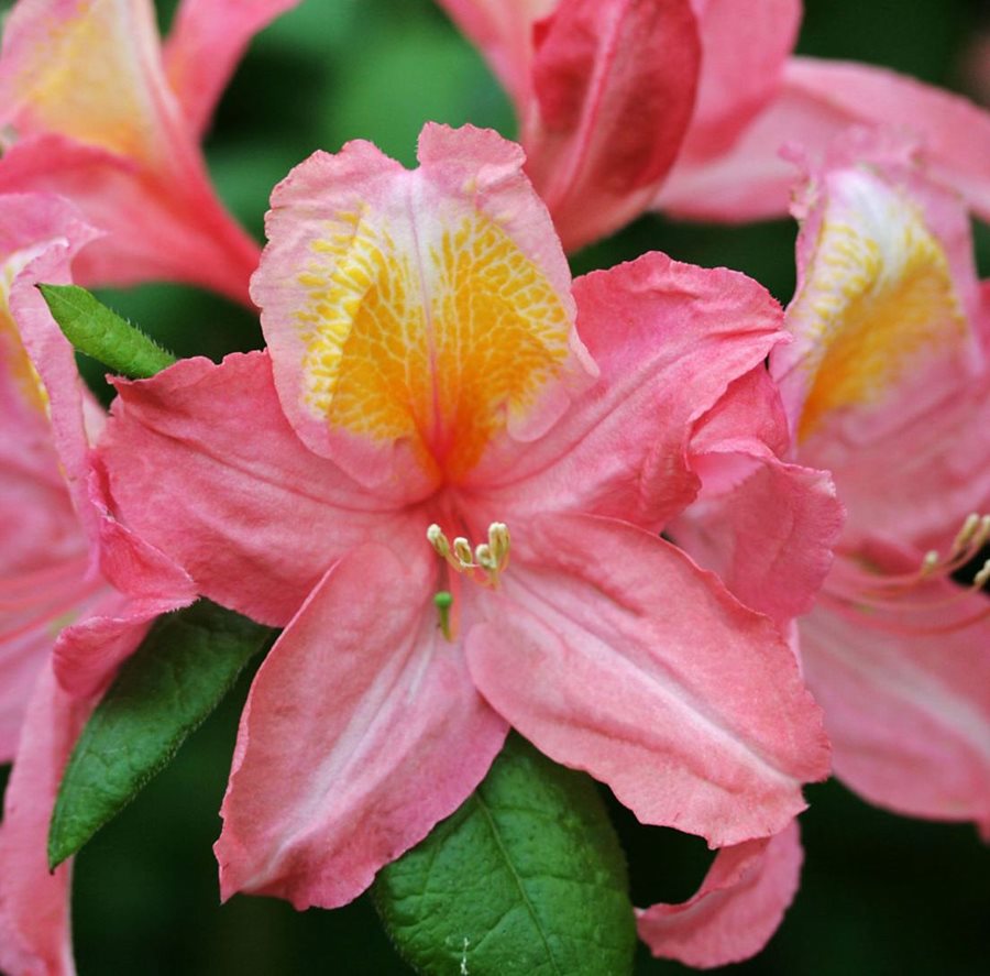 Рододендрон листопадный 'Пинк Делайт' / Rhododendron luteum 'Pink Delight'